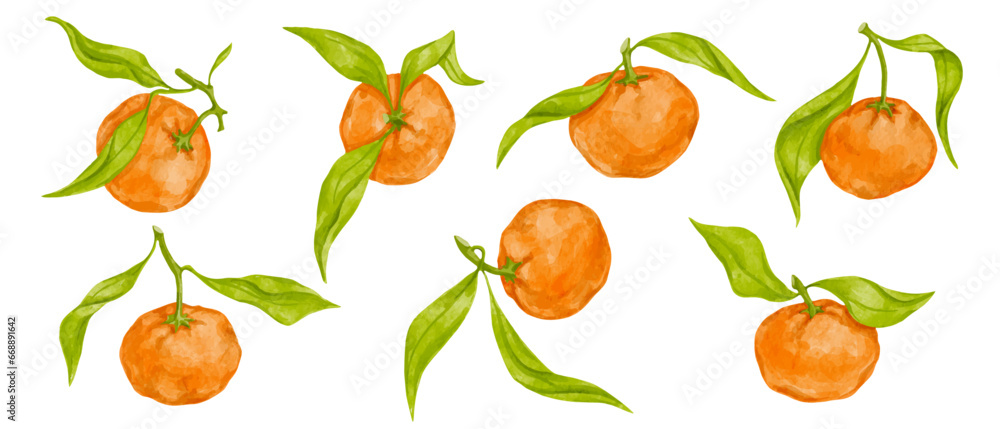 Set of ripe citrus fruits tangerine. Vector graphics. Set of ripe citrus fruits tangerine. Vector graphics.