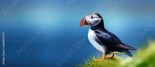 Colorful beaked seabird found on the Isle of Mull with distinctive feathers puffin