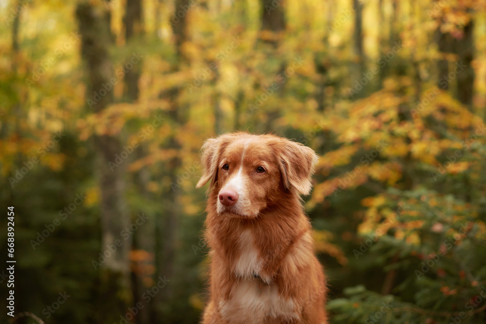 Nova Scotia Duck Tolling Retriever dog attentively sitting amidst vibrant autumn forest foliage on a serene woodland. Dog in nature 