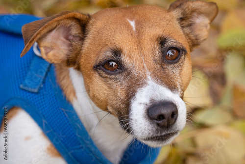 Jack Russell for a walk in the park