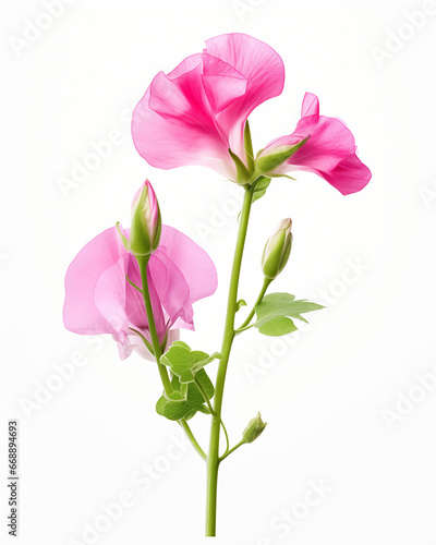 Sweet Pea flower isolated on white background