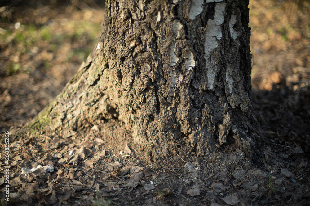 Birch root. Base of birch trunk. Tree in park.