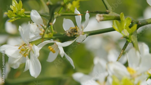 Poncirus Trifoliata Flower With Bees Working. White Flowers Orange. Japanese Bitter Orange. Close up. photo