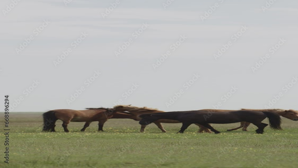 Herd of distant horses in field - vertical / Seljalands, Iceland Herd of distant horses in field - vertical / Seljalands, Iceland