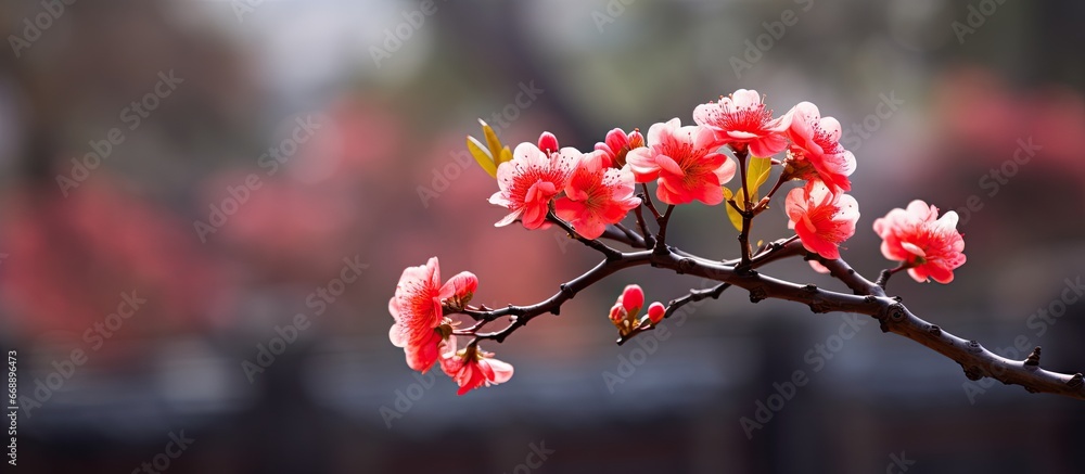 Jingshan Park in Beijing China has a blooming blossom