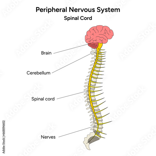 Peripheral Nervous System and spinal cord medical infographic in vector photo