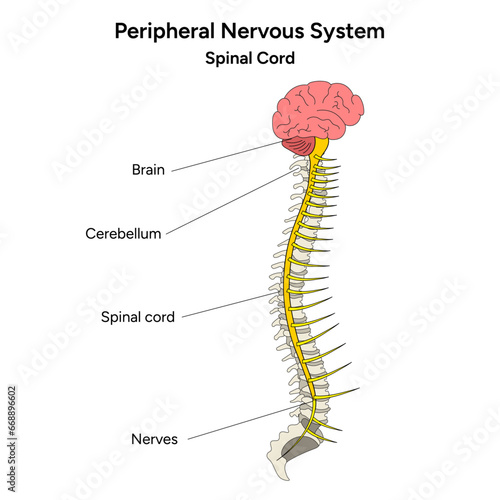 Peripheral Nervous System and spinal cord medical infographic in vector