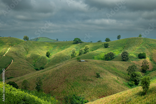 Green Terraces rice field, a beautiful natural beauty on mountain in Nan,Khun Nan Rice Terraces, Boklua Nan Province, north Thailand.