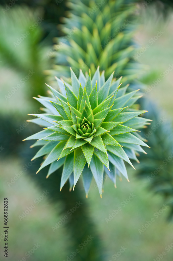Monkey puzzle tree branch in macro view with fractal pattern Monkey puzzle tree branch in macro view with fractal pattern
