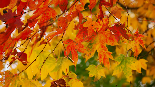 Herbststimmung im Wald: Rote und orange Blätter verzaubern die Landschaft.