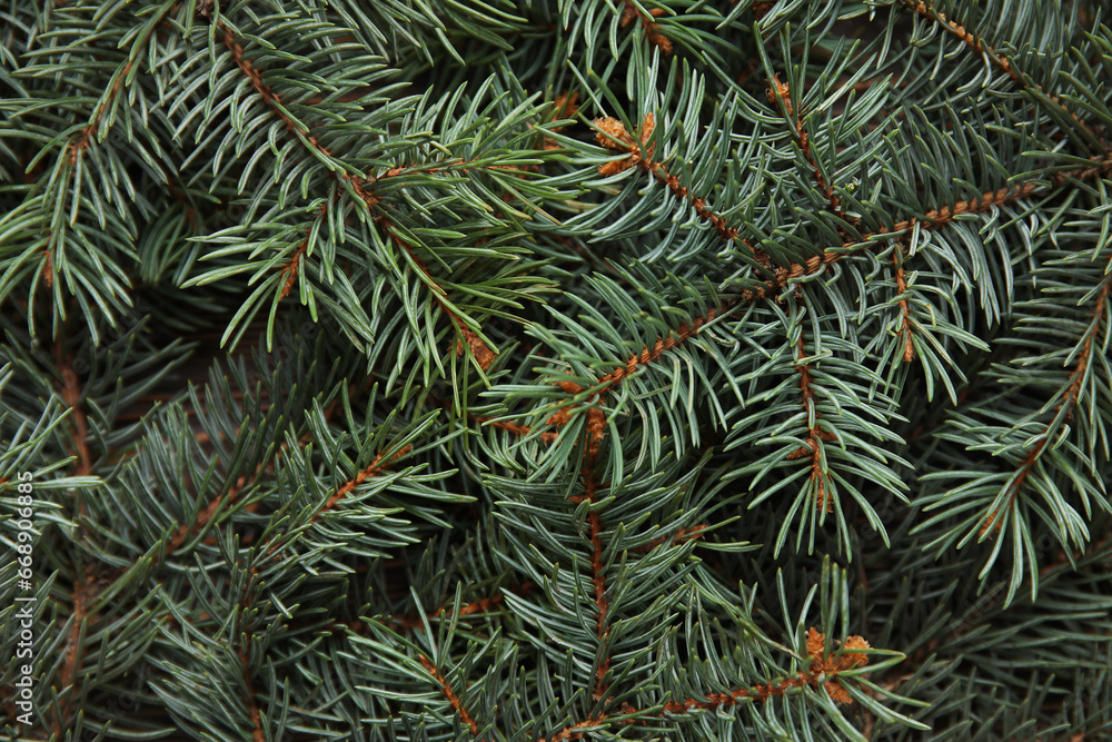 Texture of beautiful Christmas tree branches as background, closeup