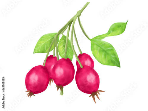 水彩で描いたローズヒップ　リアルな手描きイラスト