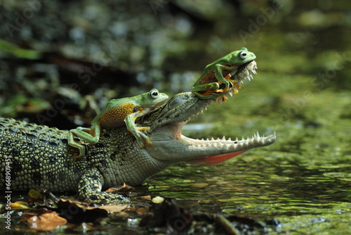 crocodiles, frogs, a crocodile and two cute frogs on his head 