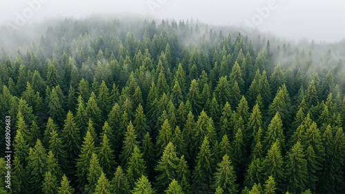 Tiefgrüne Wälder von oben: Nadelbäume im märchenhaften Morgennebel