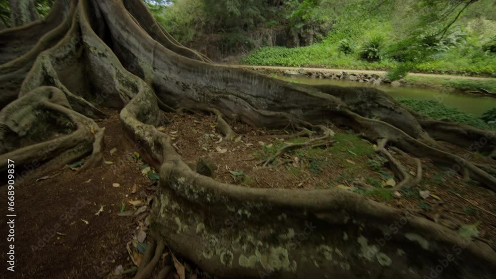 Pan shot on large tree roots in Hawaiian jungle Pan shot on large tree roots in Hawaiian jungle