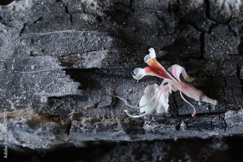 Indian horse chestnut flower