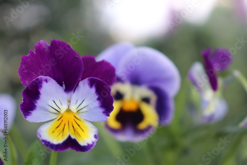 Blue and Yellow pansy- Himachal