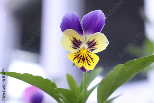 Blue and yellow pansy- Himachal
