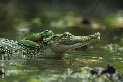 crocodiles, frogs, a crocodile and a cute frog on its head