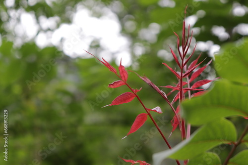 Red leaves in Spring- Himachal