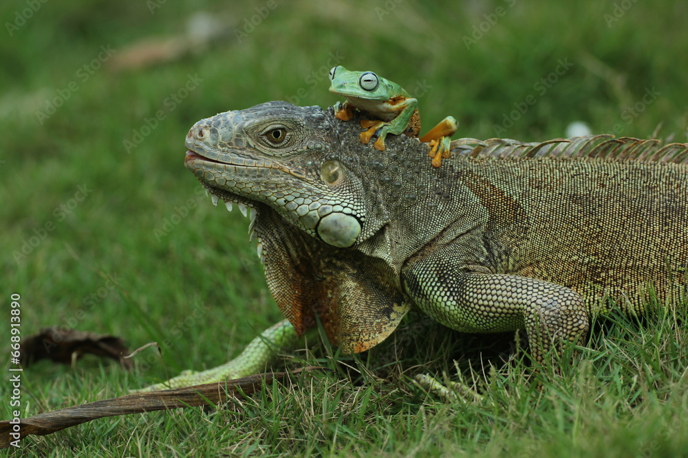 Fototapeta premium iguana, frog, an iguana and a cute frog on top of his head