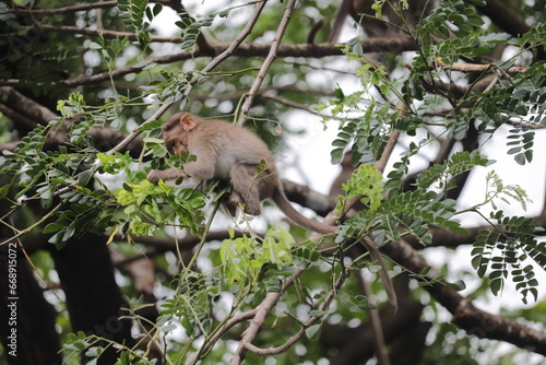 Baby monkey playing in tree branches