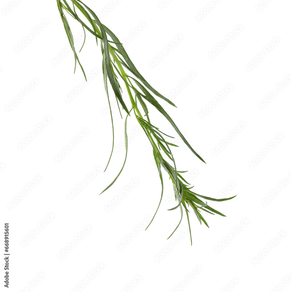 Fototapeta premium One sprig of fresh tarragon on white background