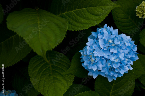 Closeup of blue hydrangea isolated with morning dew