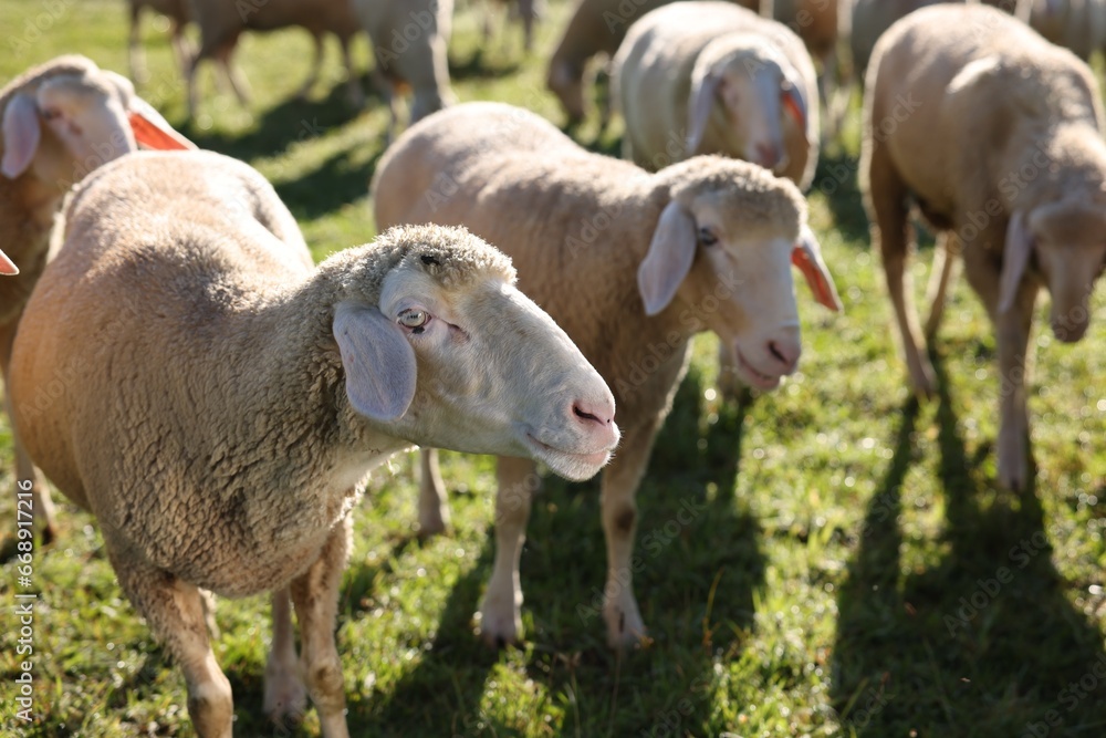 Obraz premium Cute sheep grazing outdoors on sunny day. Farm animals