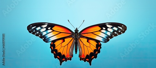 Insect with colorful wings