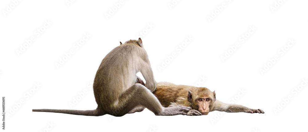 Couple monkeys or macaca take care of their lover closeup. It scratch your back, cleans, looks warm, cute, enjoy, funny, in love and happy. Isolated on white background with clipping path, transparent