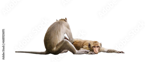 Couple monkeys or macaca take care of their lover closeup. It scratch your back, cleans, looks warm, cute, enjoy, funny, in love and happy. Isolated on white background with clipping path, transparent