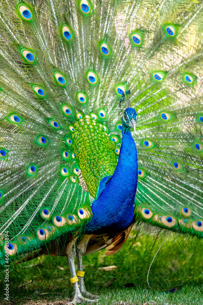 Obraz premium 孔雀 カルガリー動物園 