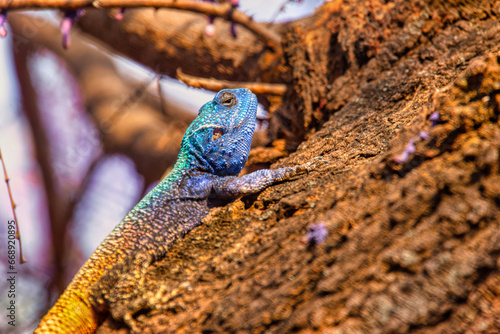 Obraz na plátně blue head agama lizard, climbing on a tree at sunset
