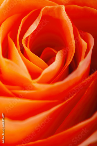 rose flower extreme macro petals   design element for backdrop