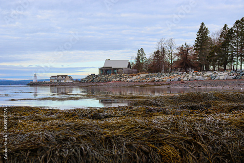 view of the sea and seaweed at low tide