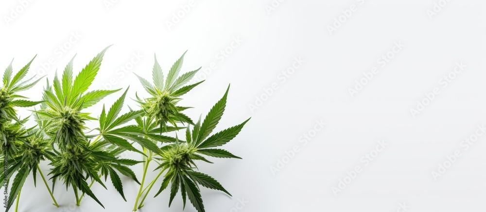 Naklejka premium White medical marijuana buds