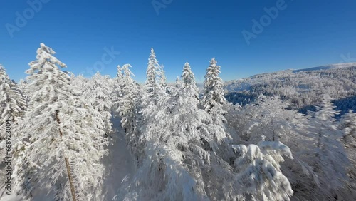 Wallpaper Mural Beautiful snowy trees in frosty mountain forest. Torontodigital.ca