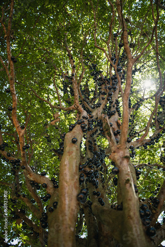 jabuticaba tree with delicious fruits photo