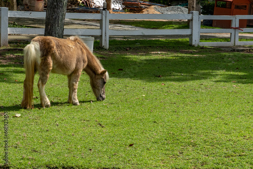 A small shaggy horse grazes on a fenced green lawn at the city zoo. The sun brightly illuminates the green grass.