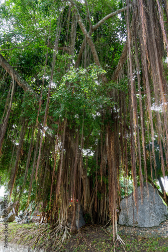 A large tropical tree growing in a city park among large stones from which tropical liana hang.