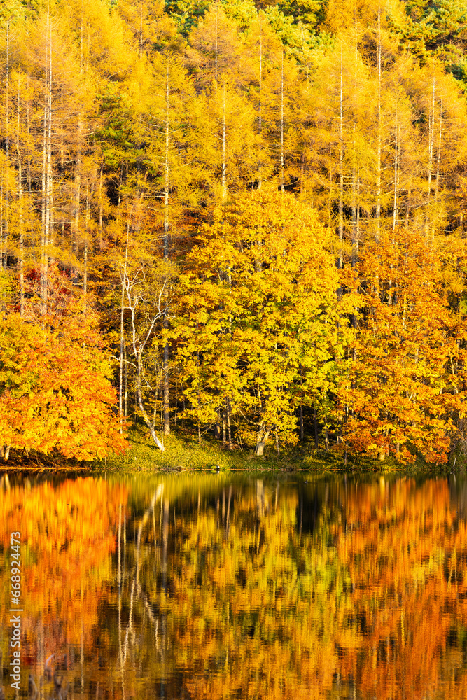 autumn forest reflection in the lake