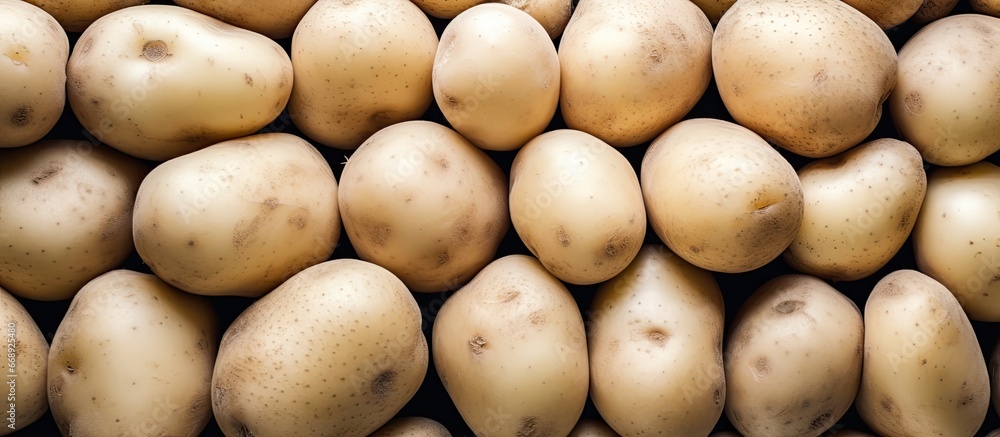 Ready white potato crop ready for export and import Ready white potato crop ready for export and import