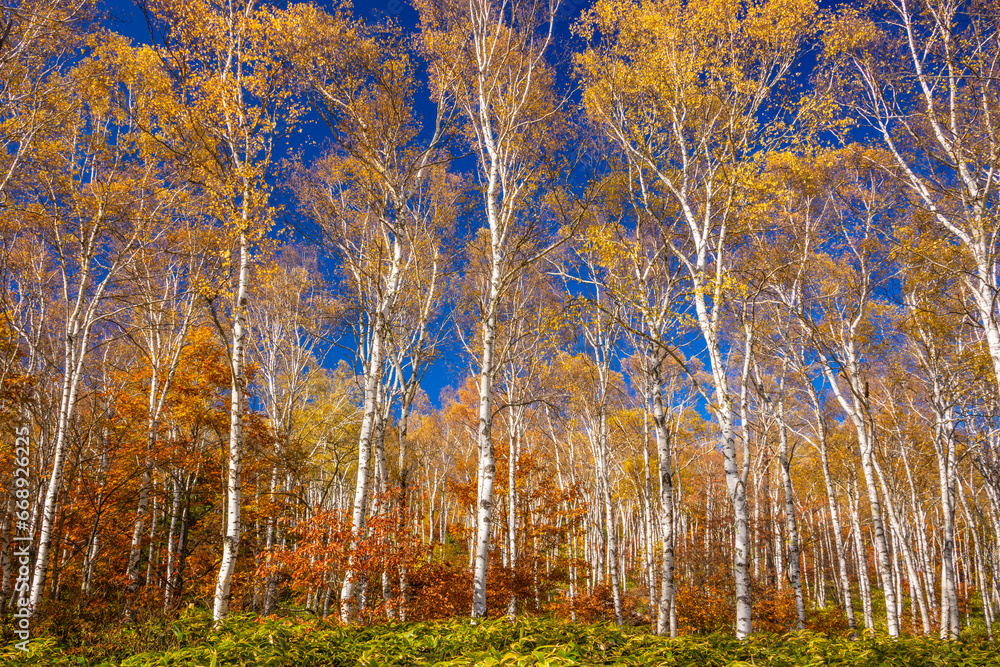 黄葉した秋のシラカバ林