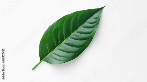 Tropical green leaves on white background.