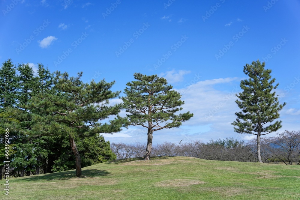 青空バックに見る特徴的な形の三本松のある広い芝生公園の情景
