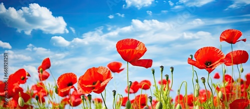 Scarlet poppy and its blossoms in a field Azure sky with clouds Bright sunlight Close up