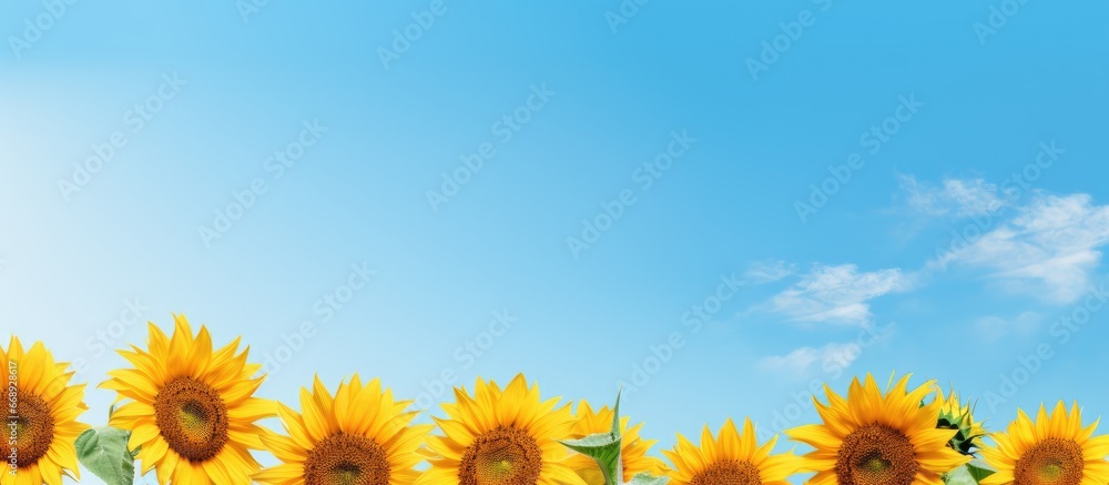 Obraz premium Blooming sunflowers under clear sky