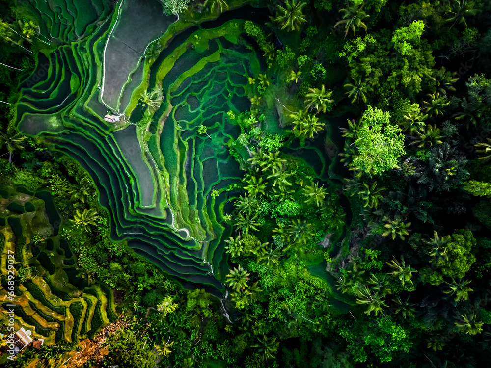 Aerial view of beautiful Tegallalang Rice Terrace surrounded by tropical forest in Gianyar, Bali, Indonesia. Balinese Rural scene, paddy terrace garden in a village with morning sunlight and mist. - obrazy, fototapety, plakaty 