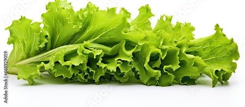 Green vegetable used in salads